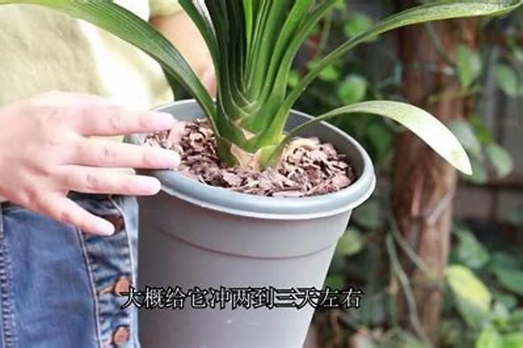 施什么水溶肥能使兰叶宽厚