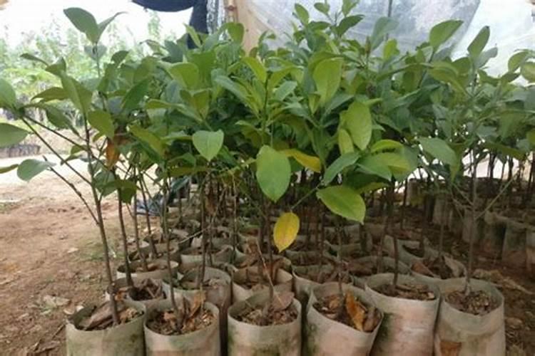 如何促进樱桃着色？樱桃树上啥肥料好？