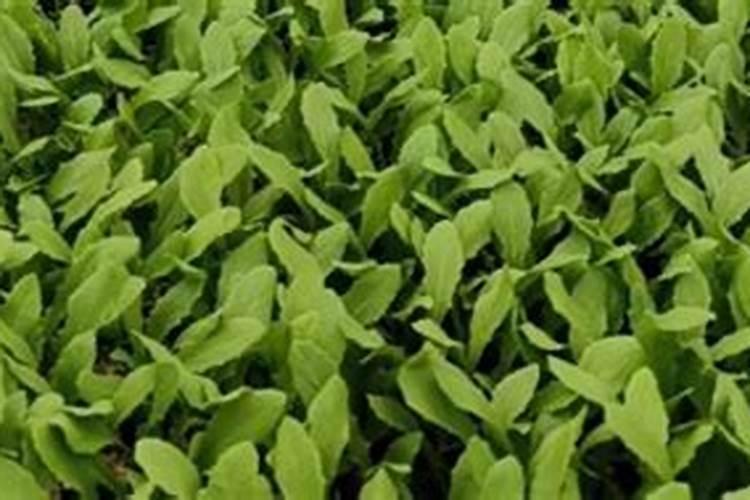 提高油麦菜产量的种植技巧有哪些,油麦菜种植方法