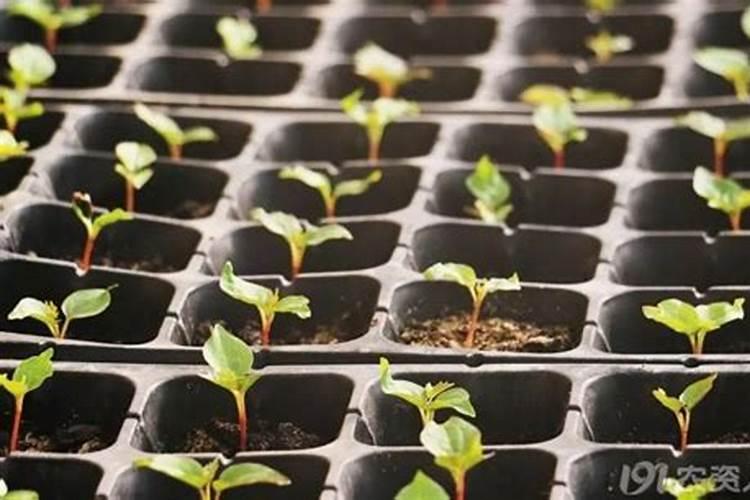 葡萄发芽肥主要施什么肥料