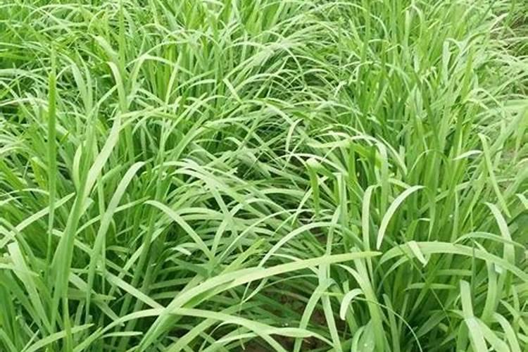 韭菜种植后怎样管理才能长得更好