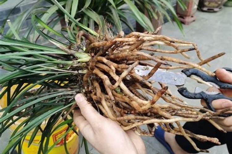 硼肥的正确使用方法