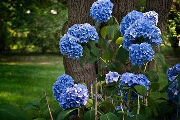 绣球叶子蔫了怎么办