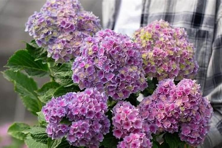 盆栽绣球花为什么不开花