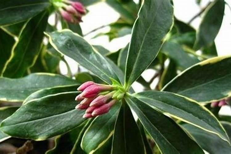 金边瑞香秋天怎么养