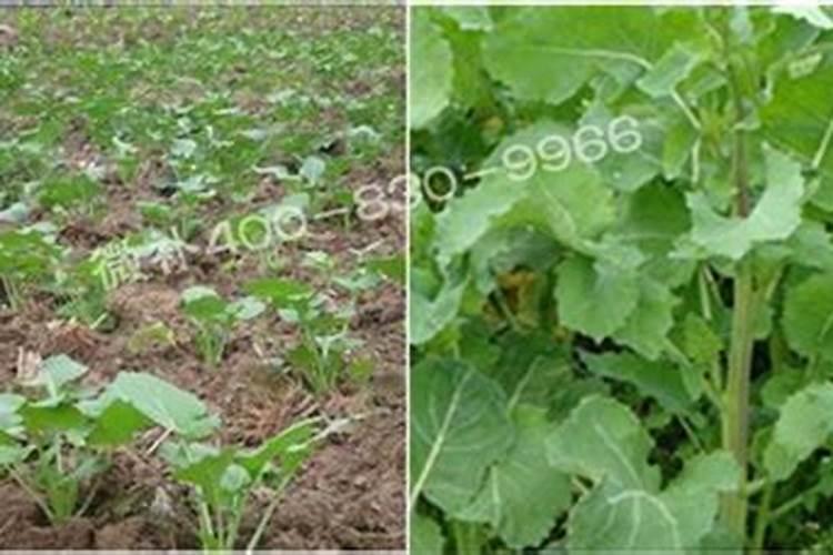 黄瓜保花保果用哪种水溶肥效果好？黄瓜结果期需要用什么肥料？