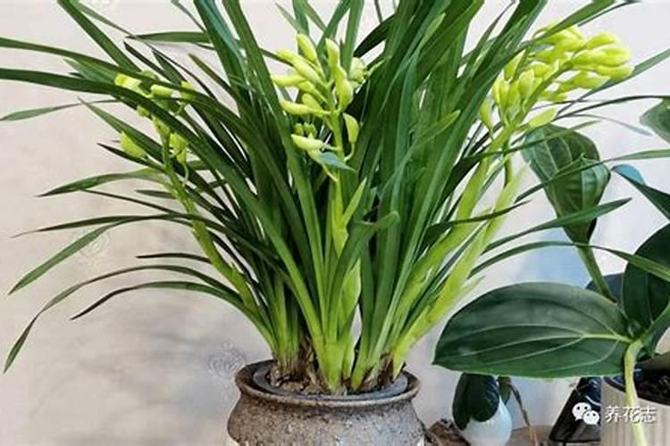 兰花氮磷钾比例