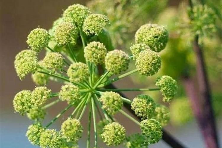 当归壮根膨大肥料,当归用什么肥好？当归叶面肥用昆仑风