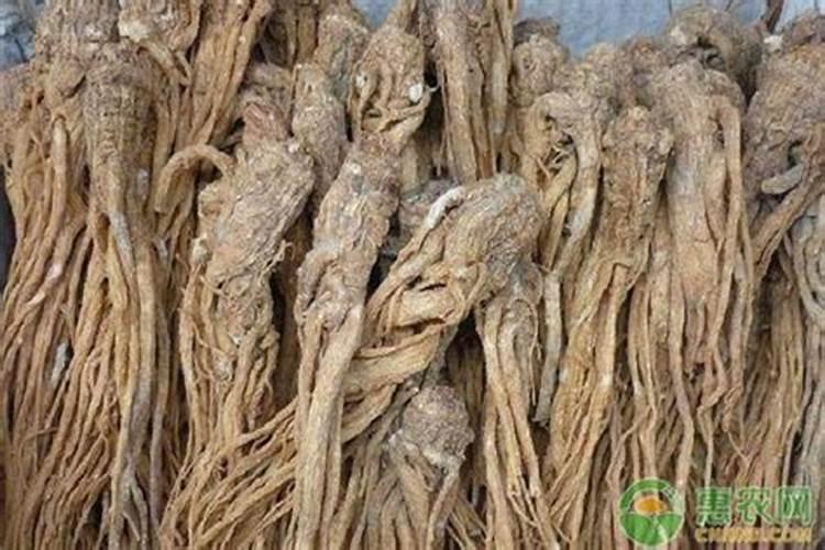 湖北能种当归吗