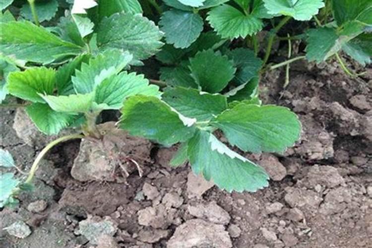 草莓不长用什么肥料