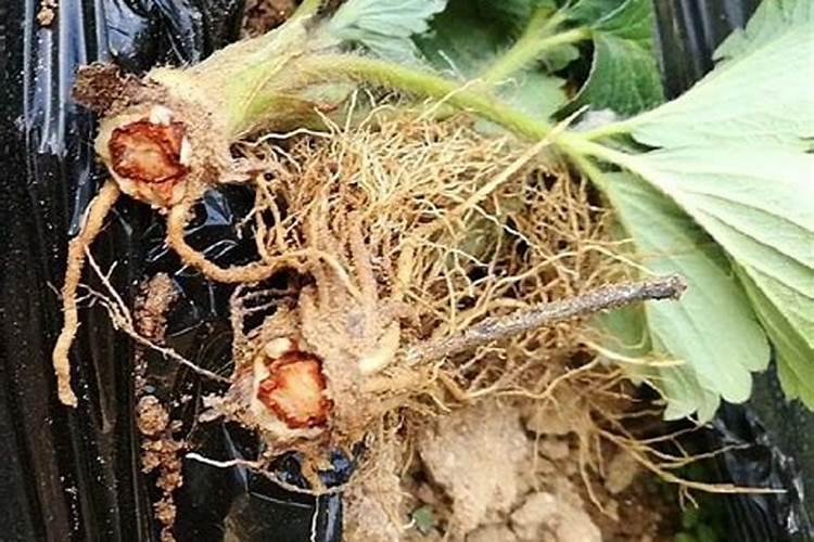 春季草莓旺长应该怎么办,苗期用什么水溶肥比较好