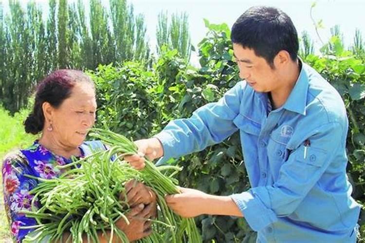 豆角开花结荚期施什么肥水好