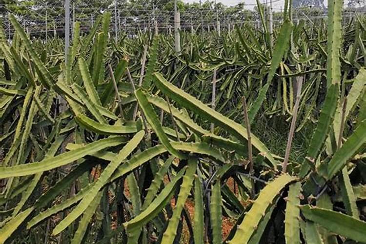 高磷水溶肥怎么使用？