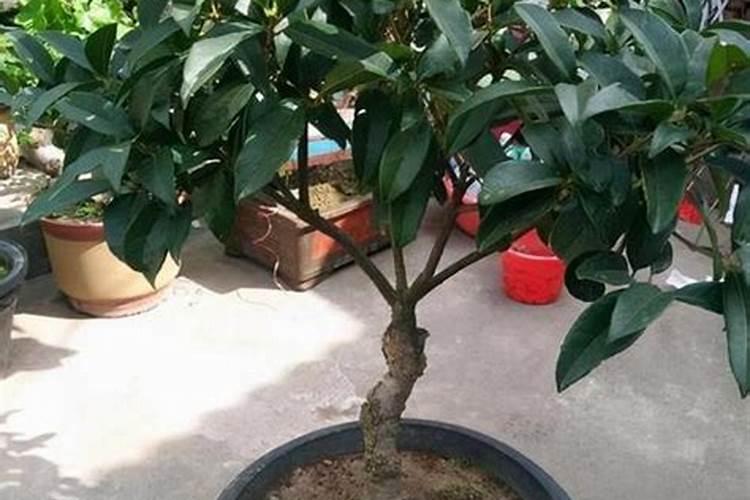 桂花花期能施肥吗,开花时怎么浇水