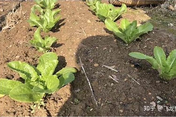 种植大白菜, 追肥浇水控制好,高产并不难!