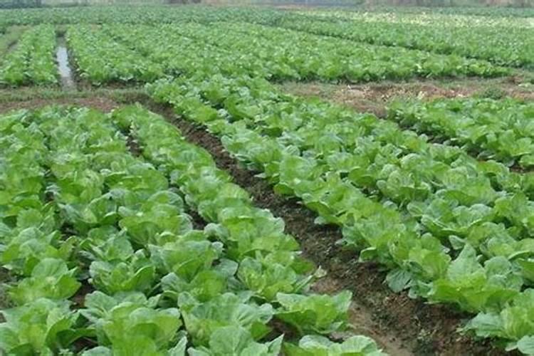 早秋大白菜种植时间 施肥方法总结