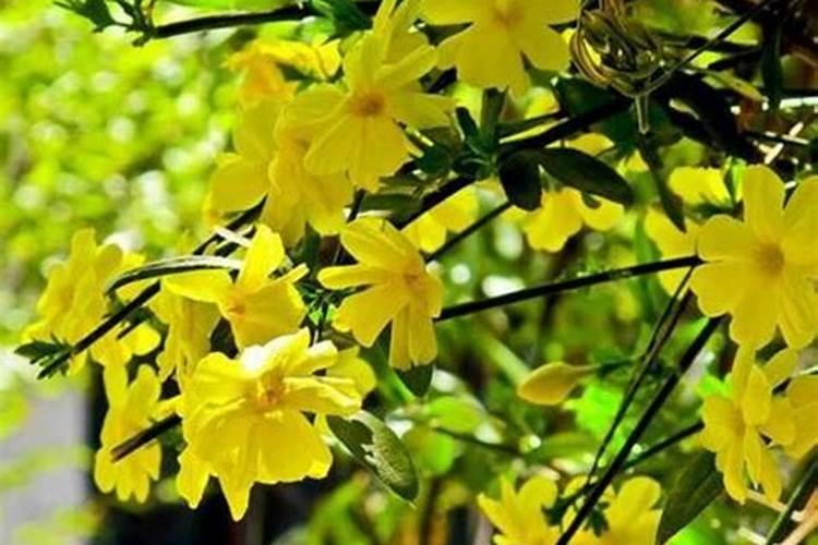 盆栽迎春花开春啥时候出室？