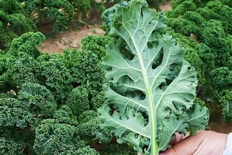 紫甘蓝可以用芸苔素嘛？