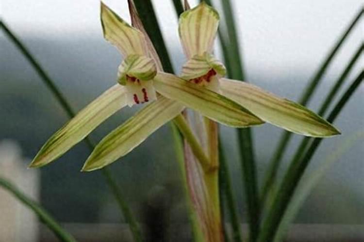 家庭盆栽兰花春季怎么管理 家庭盆栽兰花春季如何管理