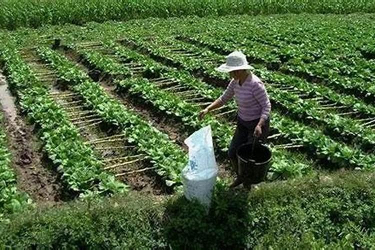 什么时间给油菜追肥