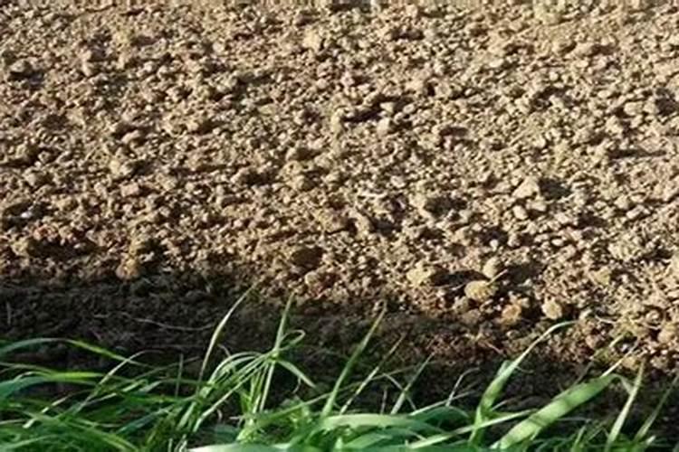 地瓜秧长的太旺,都割掉可以吗？