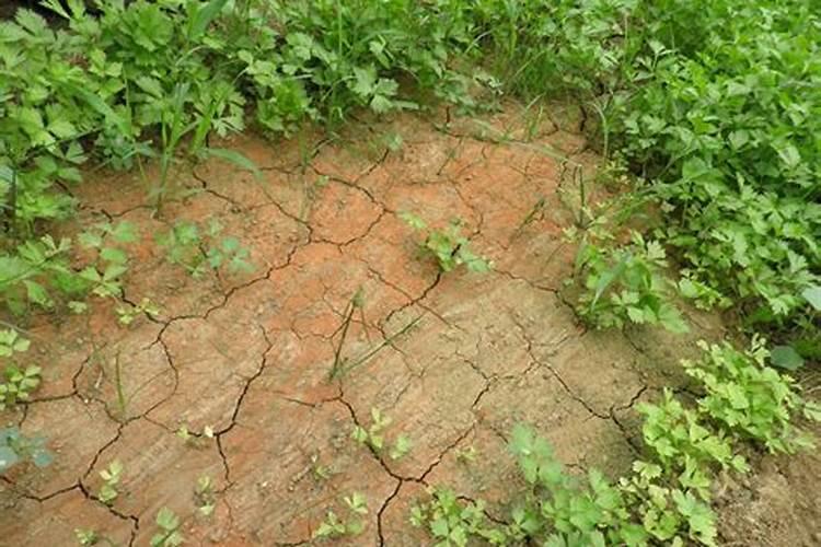 地瓜秧太旺怎么办,