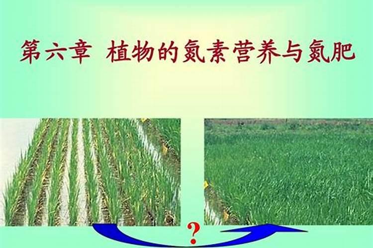 什么菜适合尿素肥