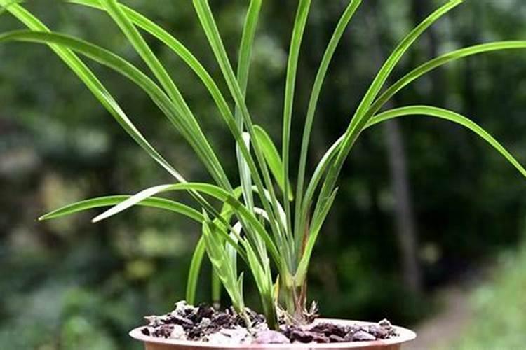 兰花不开花用什么肥料