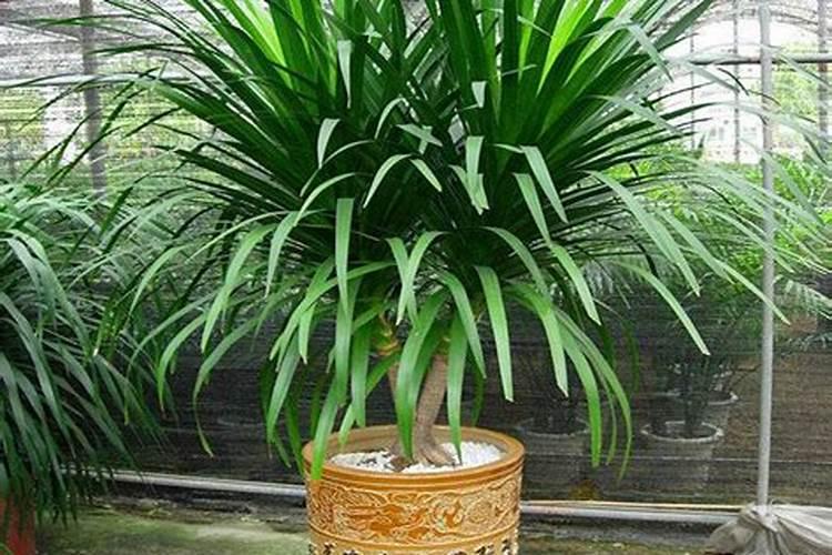 龙血树施什么肥最好