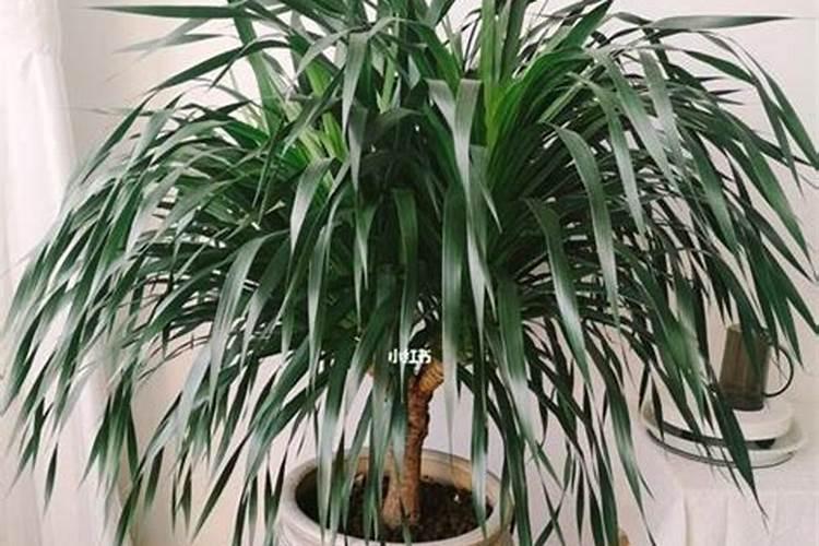 龙血树施肥什么肥料好