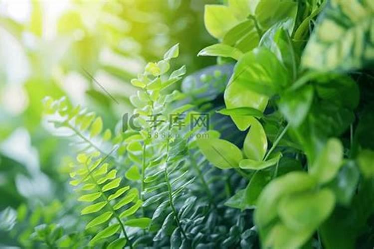 澳洲杉用什么肥