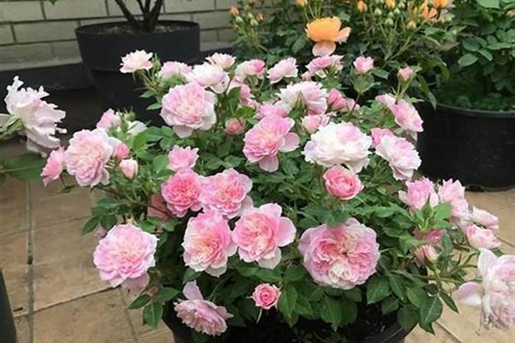 月季在什么时间施钙肥？