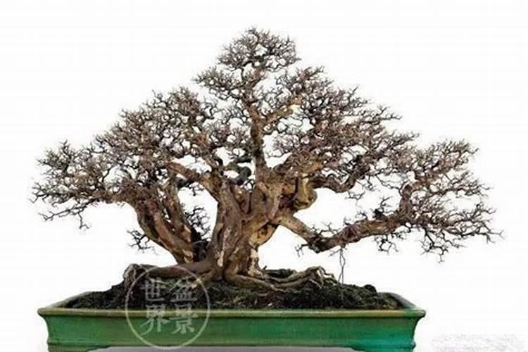 雀梅盆景养护方法