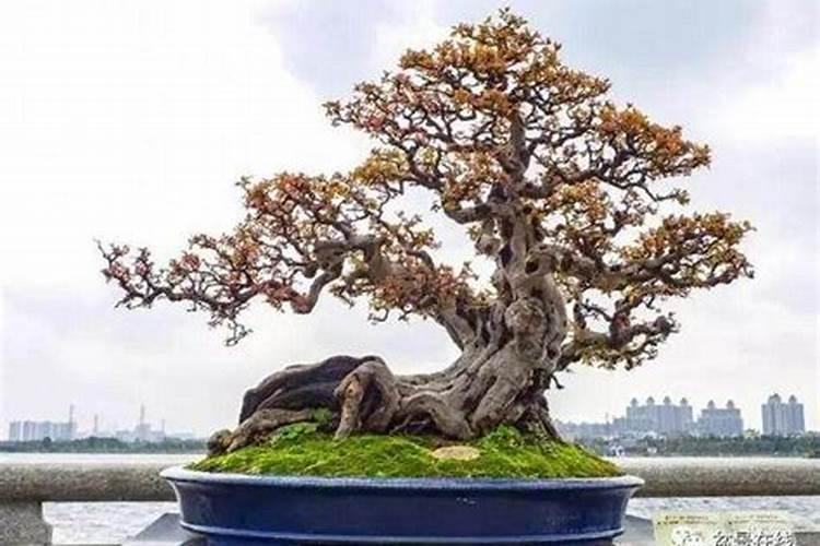 雀梅下山桩怎样快生根