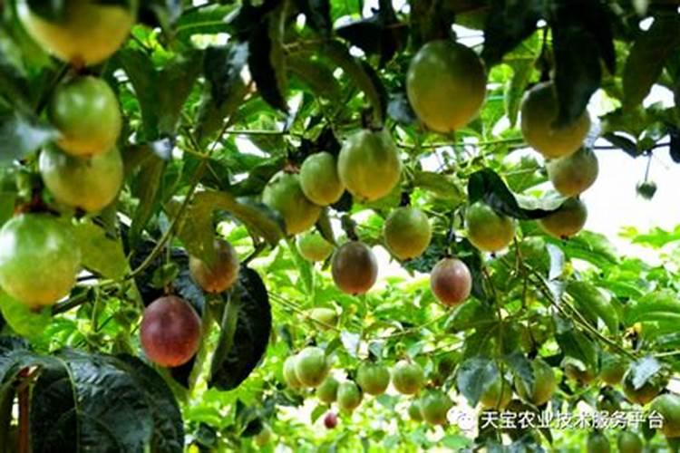 打多效唑后几天打芸苔素