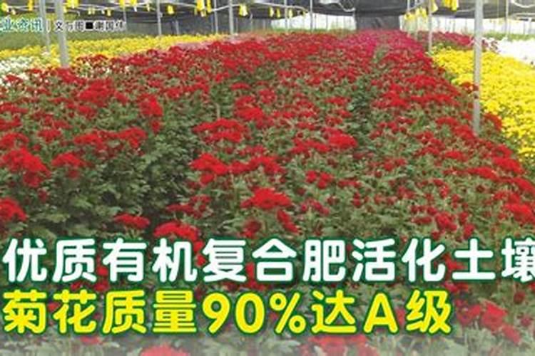 菊花施肥用什么肥料利于开花 种菊花上什么肥最好