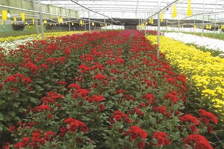 菊花施什么肥料好