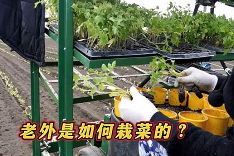 菜苗移栽几天后可施肥