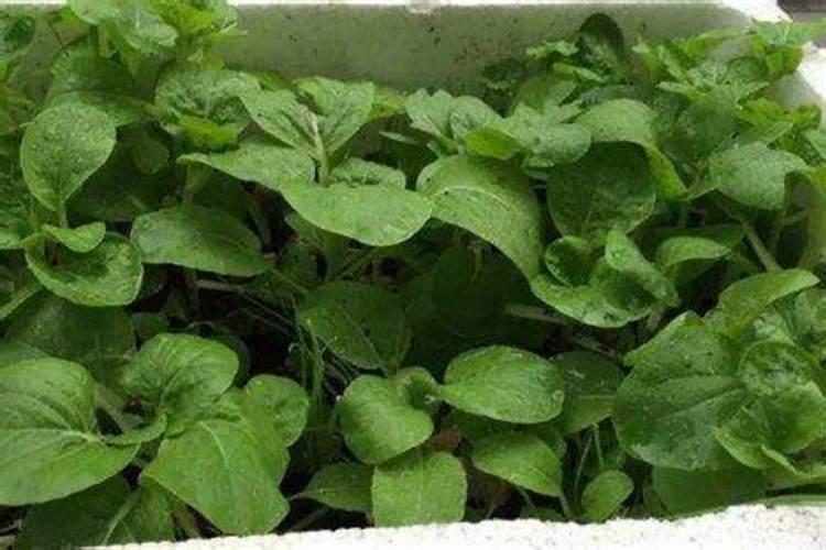 油菜移栽后几天可施肥