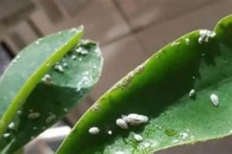 种菜土里长很多虫子怎么办