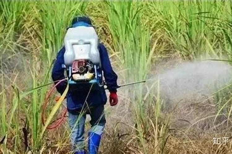 木荷苗圃地用盖草能除草剂除杂草,会打死木荷幼苗吗？