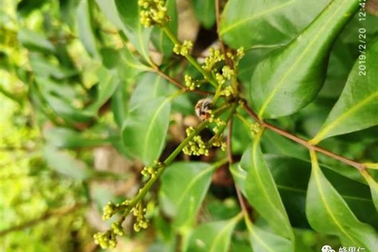 荔枝开花施什么肥