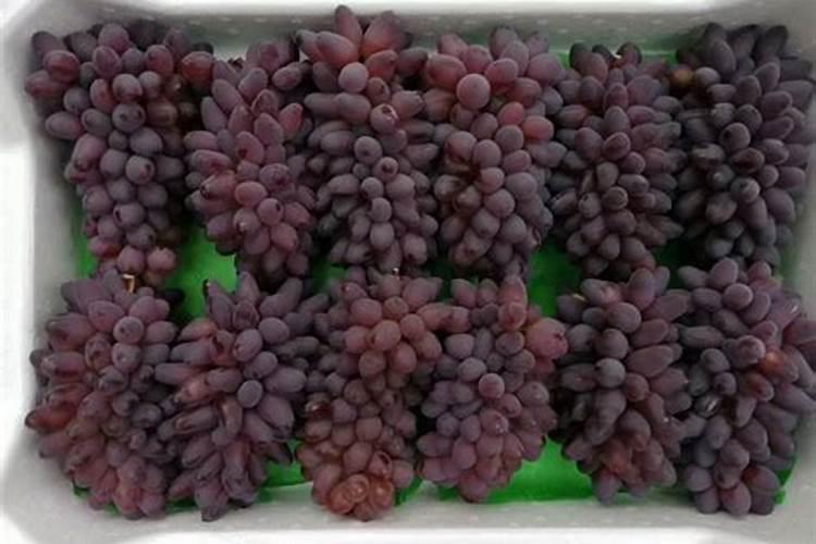 葡萄上色时用什么肥料上色快玫瑰香用三个十七好不好？