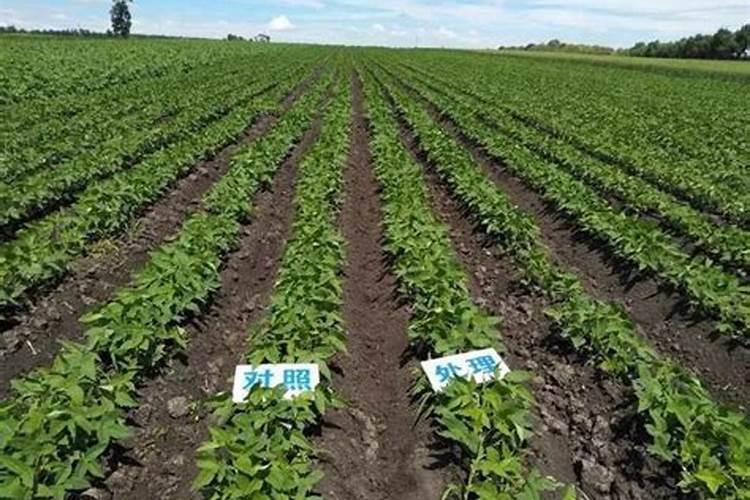 秋萝卜如何施肥