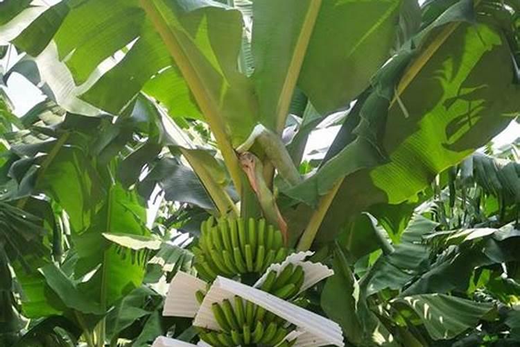 香蕉用什么叶面肥？香蕉什么时候打叶面肥？香蕉促花保果膨大防晒用金泰靓...
