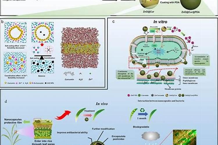 排骨汤有营养还是排骨有营养？