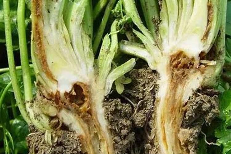 芹菜浇水冲施什么肥料