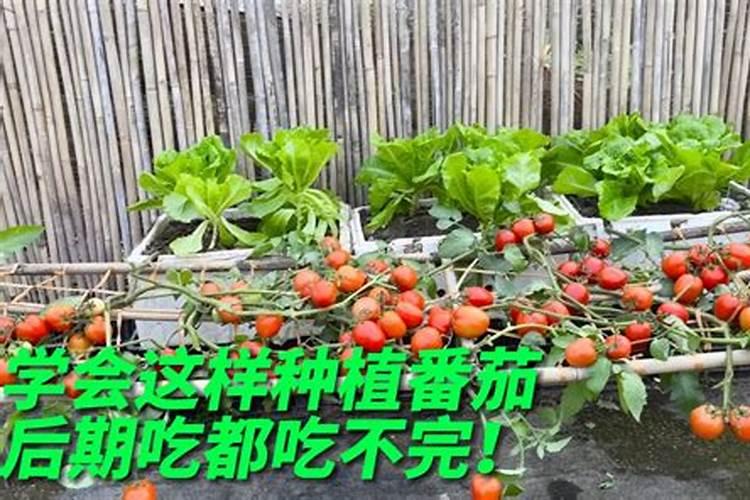 怎样种植西红柿口感好 农户要掌握好施肥技巧