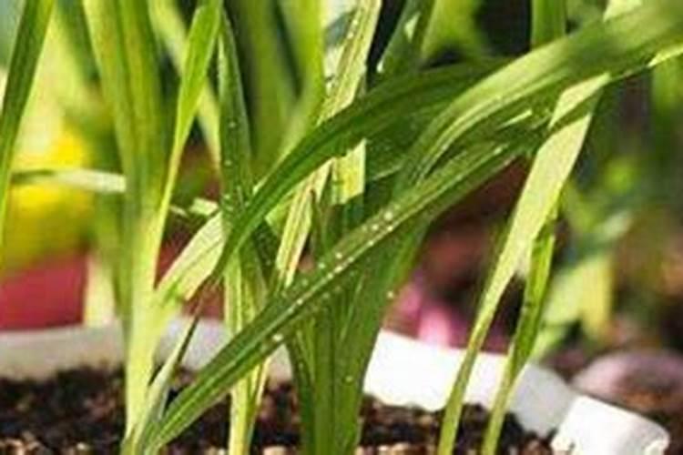 如何给小苍兰施肥与浇水？