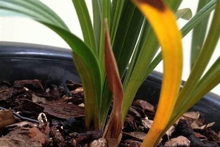 小苍兰怎么种植和养护